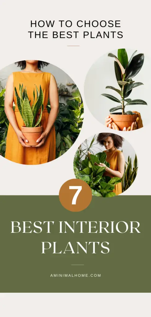 interior plants guide