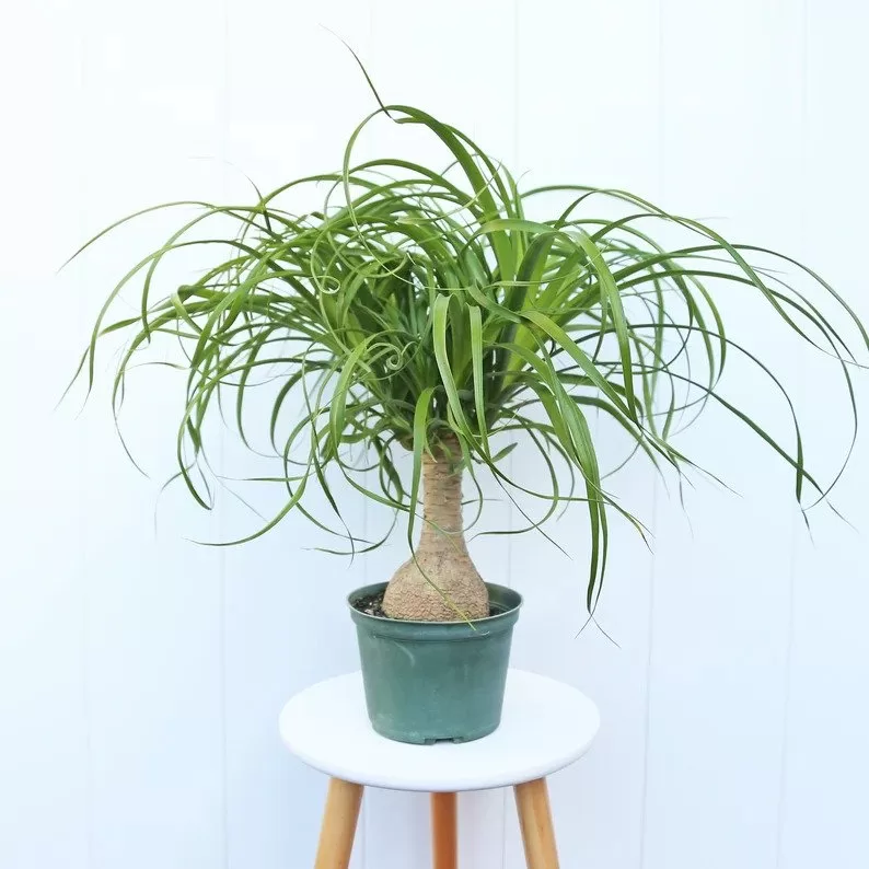interior plants ponytail